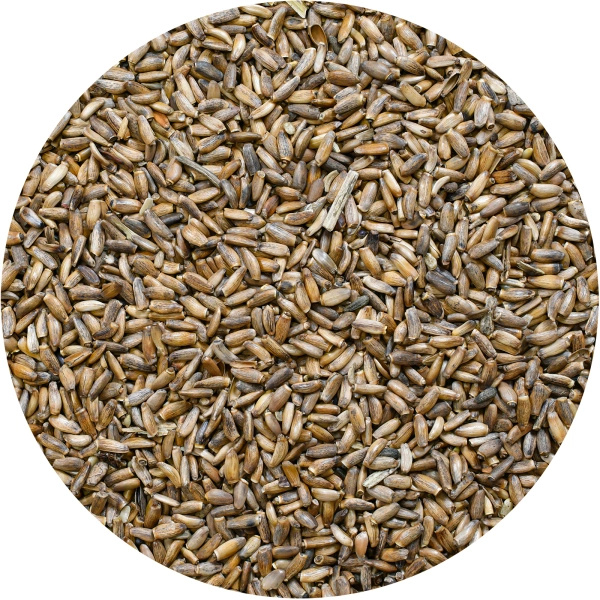 Vivarini – Ostropest (ziarno) 1 kg